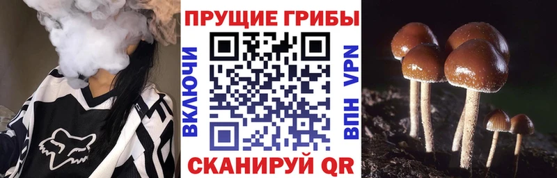 Псилоцибиновые грибы MAGIC MUSHROOMS  Иннополис 