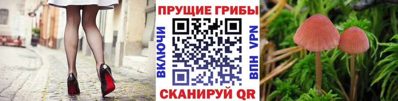 Псилоцибиновые грибы Cubensis Иннополис